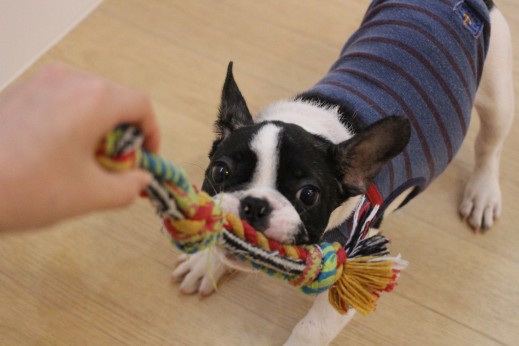 犬の保育園　ばうびー　しつけ　トレーニング　フレンチブルドッグ　新入生　おもちゃ遊び