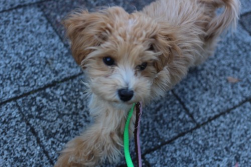 子犬の社会化