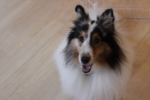 犬の保育園　ばうびー　三鷹店　シェルティー