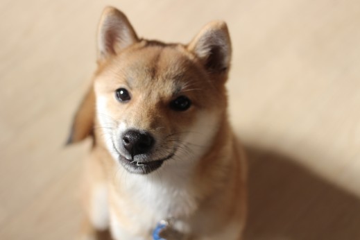 犬の保育園　ばうびー　しつけ　トレーニング　豆柴　パピー　体験入園　オスワリ