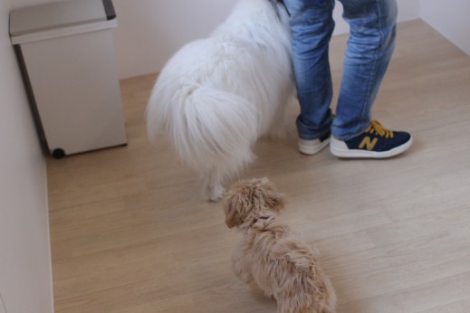 マルチーズ　トイプードル　犬の保育園　ばうびー　しつけ　トレーニング