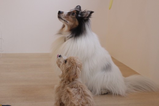 マルチーズ　トイプードル　犬の保育園　ばうびー　しつけ　トレーニング