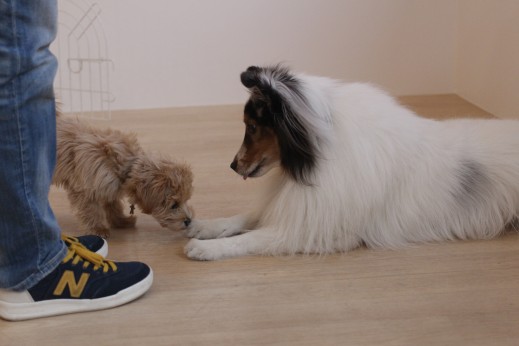 犬の保育園　ばうびー　しつけ　トレーニング　マルチーズ　トイプードル