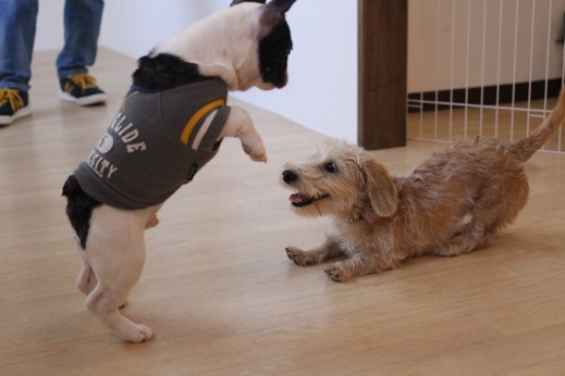 フレンチブルドッグ　ワイヤーヘアードミニチュアダックスフンド　犬の保育園　ばうびー　しつけ　トレーニング　遊び