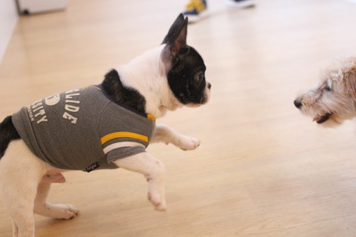 フレンチブルドッグ　犬の保育園　ばうびー　しつけ　トレーニング　ワイヤーヘアードミニチュアダックスフンド