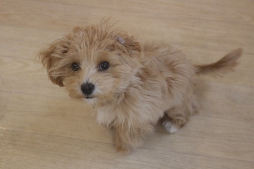 マルチーズ　トイプードル　犬の保育園　ばうびー　しつけ　トレーニング　オスワリ