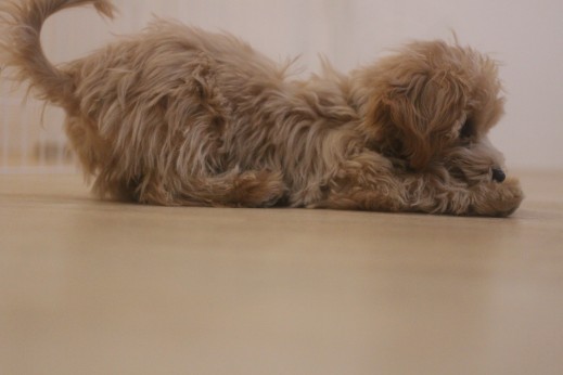 マルチーズ　トイプードル　犬の保育園　ばうびー　しつけ　トレーニング