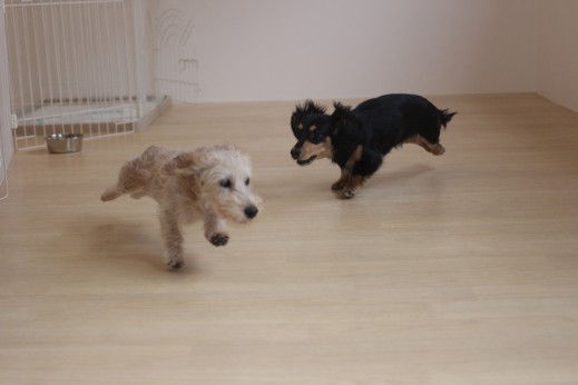 ワイヤーヘアードミニチュアダックスフンド　犬の保育園　バウビー　しつけ　トレーニング　２頭　犬同士の遊び