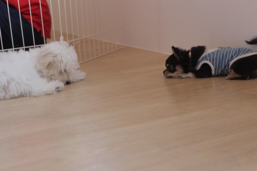チワワ　トイプードル　マルチーズ　犬の保育園　バウビー　しつけ　トレーニング　体験入園