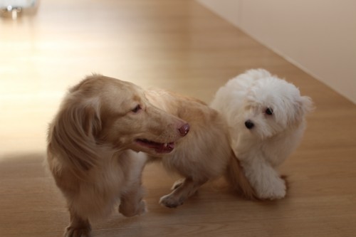 ミニチュアダックスフンド　マルチーズ　トイプードル　犬同士の遊び