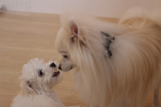 マルチーズ　トイプードル　ポメラニアン　ミニチュアダックスフンド　犬の保育園　バウビー　しつけ　トレーニング　　2頭　遊び