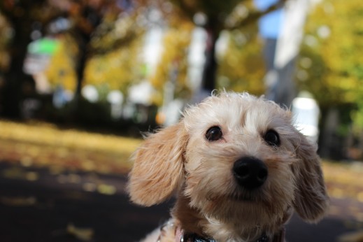 ワイヤーヘアードミニチュアダックスフンド　犬の保育園　バウビー　しつけ　トレーニング　お散歩練習　環境慣れ