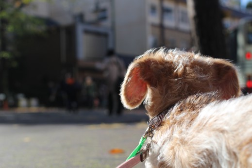 ワイヤーヘアードミニチュアダックスフンド　犬の保育園　バウビー　しつけ　トレーニング　外　お散歩　環境慣れ