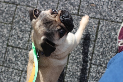 パグ　犬の保育園　バウビー　しつけ　トレーニング　お散歩練習　