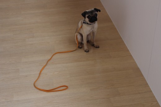 パグ　犬の保育園　バウビー　しつけ　トレーニング　マテの練習
