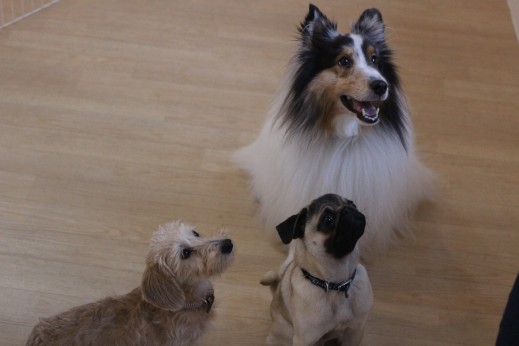 パグ　ワイヤーヘアードミニチュアダックスフンド　シェルティー　犬の保育園　バウビー　しつけ　トレーニング　3頭　オスワリ　犬同士の遊び　犬慣れ