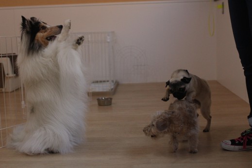 パグ　ワイヤーヘアードミニチュアダックスフンド　シェルティー　犬の保育園　バウビー　しつけ　トレーニング　犬同士の遊び　パピー　トリック　