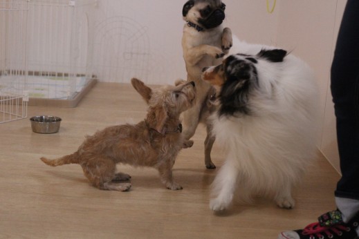 パグ　ワイヤーヘアードミニチュアダックスフンド　シェルティー　犬の保育園　バウビー　しつけ　トレーニング　犬同士の遊び　パピー　3頭　