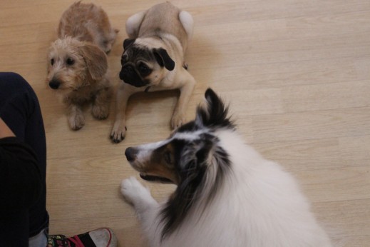 パグ　シェルティー　ワイヤーヘアードミニチュアダックスフンド　　犬の保育園　バウビー　しつけ　トレーニング　フセ　3頭　犬同士の遊び　犬慣れ　パピー