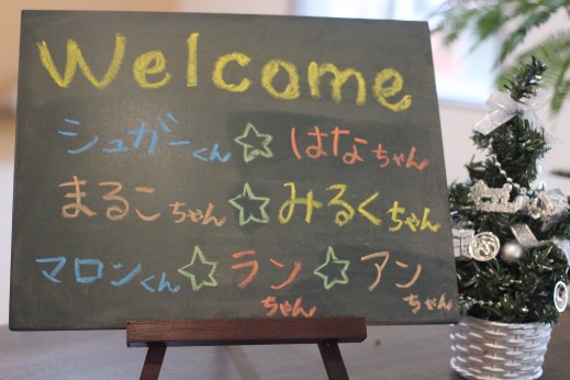犬の保育園　バウビー　　しつけ　トレーニング　パピーパーティー　柴犬　豆柴　パピヨン　ポメラニアン　トイプードル　マルチーズ　