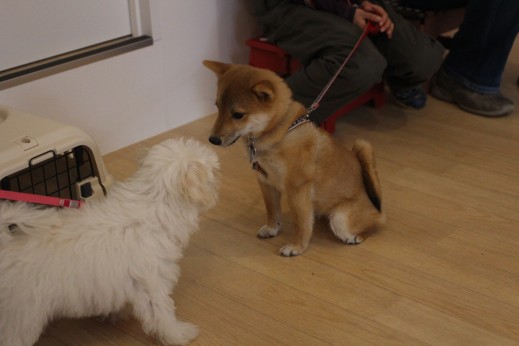 犬の保育園　バウビー　しつけ　トレーニング　パピーパーティー　豆柴　マルチーズ　トイプードル　MIX　2頭　犬慣れ