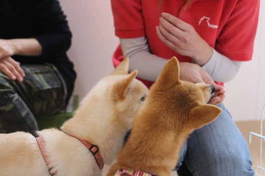 犬の保育園　バウビー　　しつけ　トレーニング　パピーパーティー　柴犬　2頭　兄弟　姉妹　人馴れ　おやつ