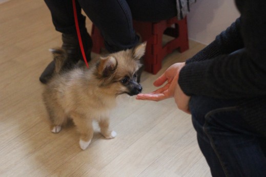犬の保育園　バウビー　　しつけ　トレーニング　パピーパーティー　ポメラニアン　パピヨン　人馴れ　おやつ　2か月