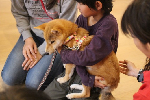 犬の保育園　バウビー　しつけ　トレーニング　パピーパーティー　抱っこ　柴犬　人馴れ　子供　首輪　リード