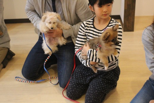 犬の保育園　バウビー　しつけ　トレーニング　パピーパーティー　6ヶ月　ポメラニアン　パピヨン　トイプードル　抱っこ　人馴れ　子供　2頭