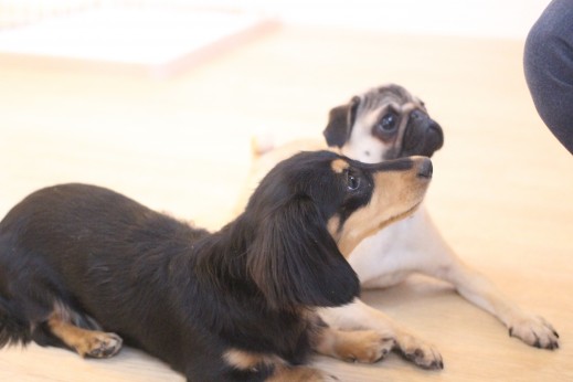 犬の保育園　ばうびー　しつけ　トレーニング　ミニチュアダックスフンド　パグ　フセ