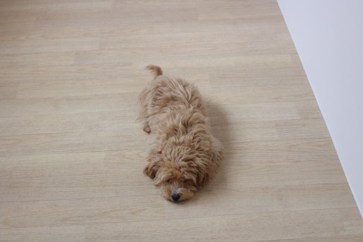 犬の保育園　ばうびー　しつけ　トレーニング　マルチーズ　トイプードル　MIX　フセマテ