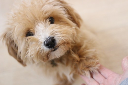 犬の保育園　ばうびー　しつけ　トレーニング　マルチーズ　トイプードル　MIX　お手