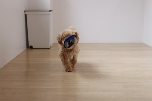 犬の保育園　ばうびー　しつけ　トレーニング　マルチーズ　トイプードル　MIX　おもちゃ遊び