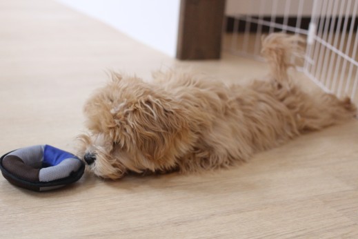 犬の保育園　ばうびー　しつけ　トレーニング　マルチーズ　トイプードル　MIX　おもちゃ遊び