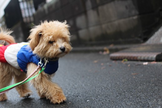 犬の保育園　ばうびー　しつけ　トレーニング　マルチーズ　トイプードル　MIX　お散歩　首輪　リード　洋服