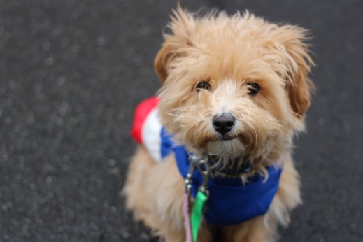 犬の保育園　ばうびー　しつけ　トレーニング　マルチーズ　トイプードル　MIX　お散歩　首輪　リード　洋服