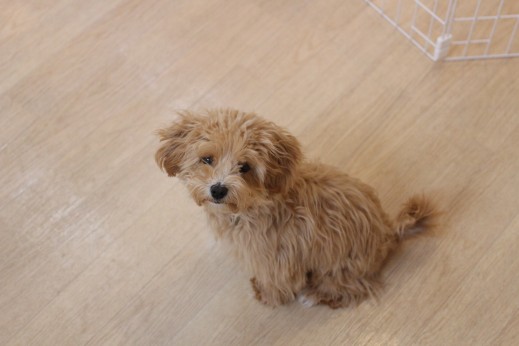 犬の保育園　ばうびー　しつけ　トレーニング　マルチーズ　トイプードル　MIX　オスワリ