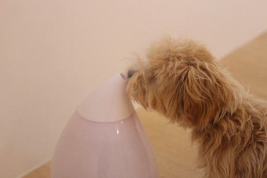 犬の保育園　ばうびー　しつけ　トレーニング　マルチーズ　トイプードル　MIX　物慣れ　ビニール