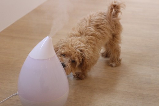 犬の保育園　ばうびー　しつけ　トレーニング　マルチーズ　トイプードル　MIX　物慣れ　加湿器