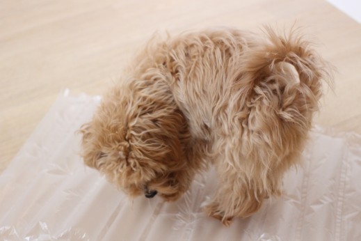 犬の保育園　ばうびー　しつけ　トレーニング　マルチーズ　トイプードル　MIX　物慣れ　ビニール袋