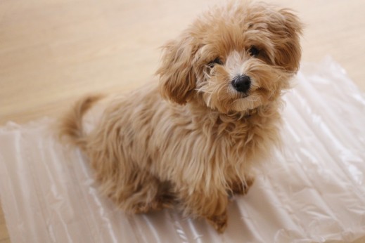 犬の保育園　ばうびー　しつけ　トレーニング　マルチーズ　トイプードル　MIX　物慣れ　ビニール袋