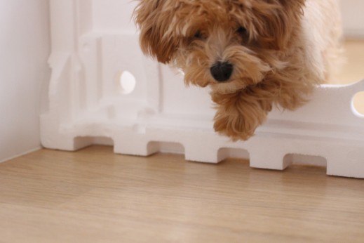 犬の保育園　ばうびー　しつけ　トレーニング　マルチーズ　トイプードル　MIX　発泡スチロール