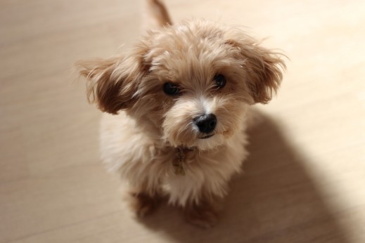 犬の保育園　ばうびー　しつけ　　トレーニング　マルチーズ　トイプードル　オスワリ