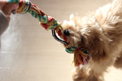 犬の保育園　ばうびー　しつけ　　トレーニング　マルチーズ　トイプードル　おもちゃ遊び　引っ張りっこ