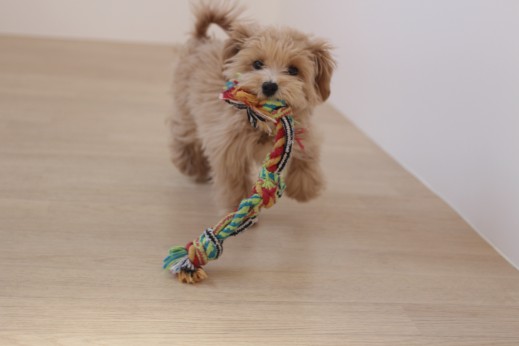 犬の保育園　ばうびー　しつけ　トレーニング　マルチーズ　トイプードル　おもちゃ遊び