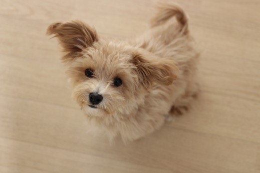 犬の保育園　ばうびー　しつけ　トレーニング　マルチーズ　トイプードル　オスワリ