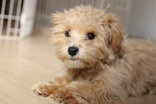 犬の保育園　ばうびー　しつけ　トレーニング　マルチーズ　トイプードル　フセ