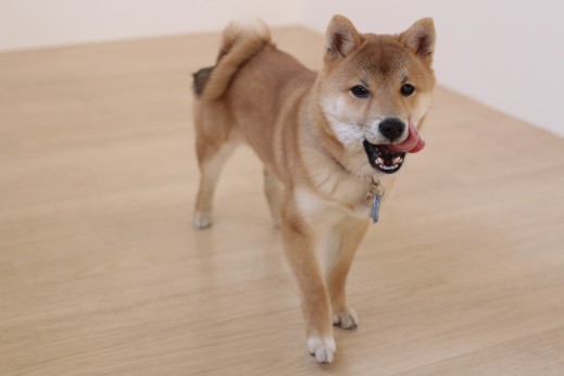 犬の保育園　ばうびー　しつけ　　トレーニング　豆柴　