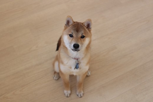 犬の保育園　ばうびー　しつけ　　トレーニング　豆柴　オスワリ
