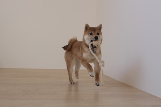 犬の保育園　ばうびー　しつけ　　トレーニング　豆柴　おもちゃ遊び　
